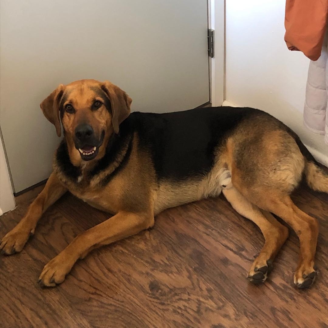 Enlarge Maverick - reduced adoption fee, a ADOPTABLE mixed breed in Gunnison, CO image 5/6