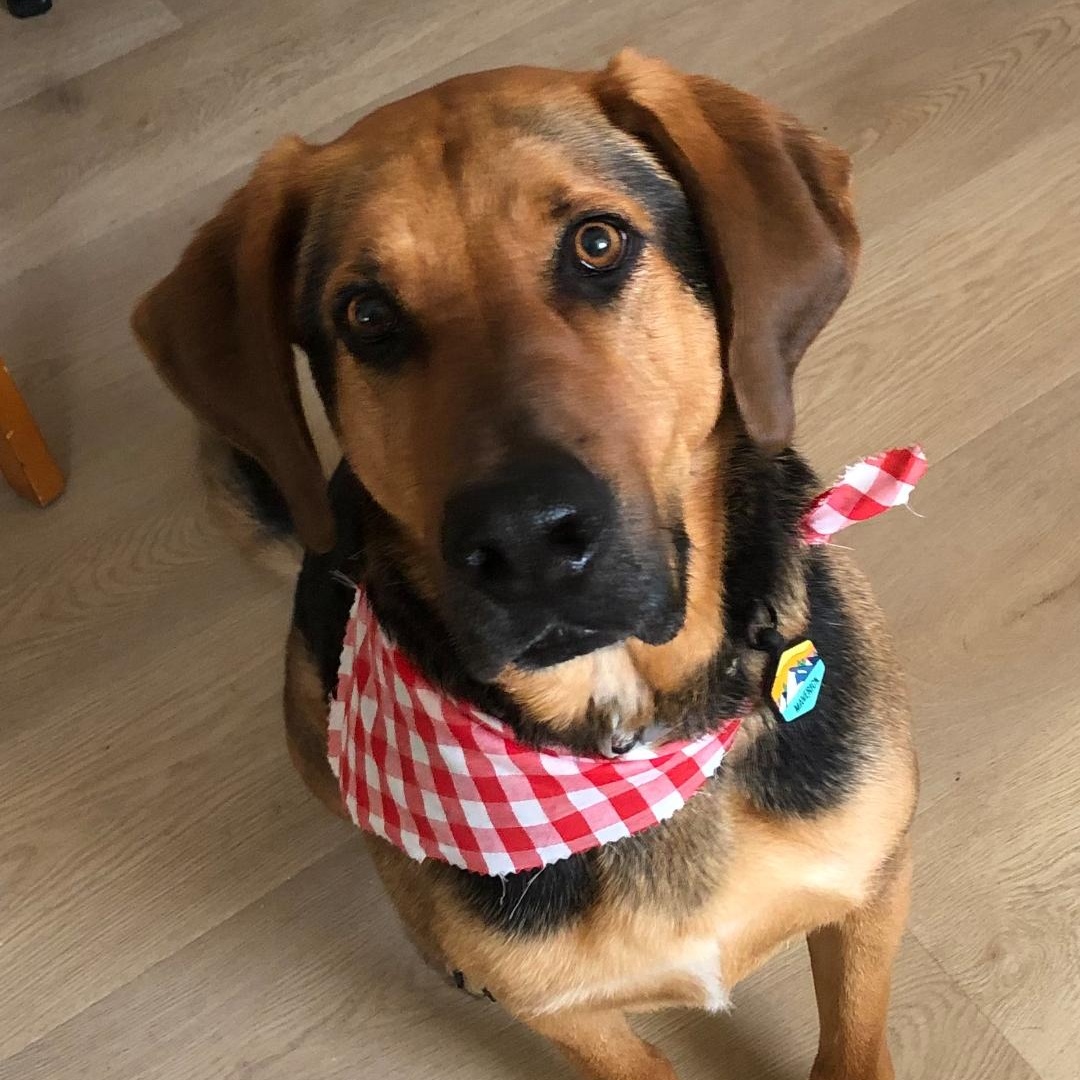 Enlarge Maverick - reduced adoption fee, a ADOPTABLE mixed breed in Gunnison, CO image 6/6