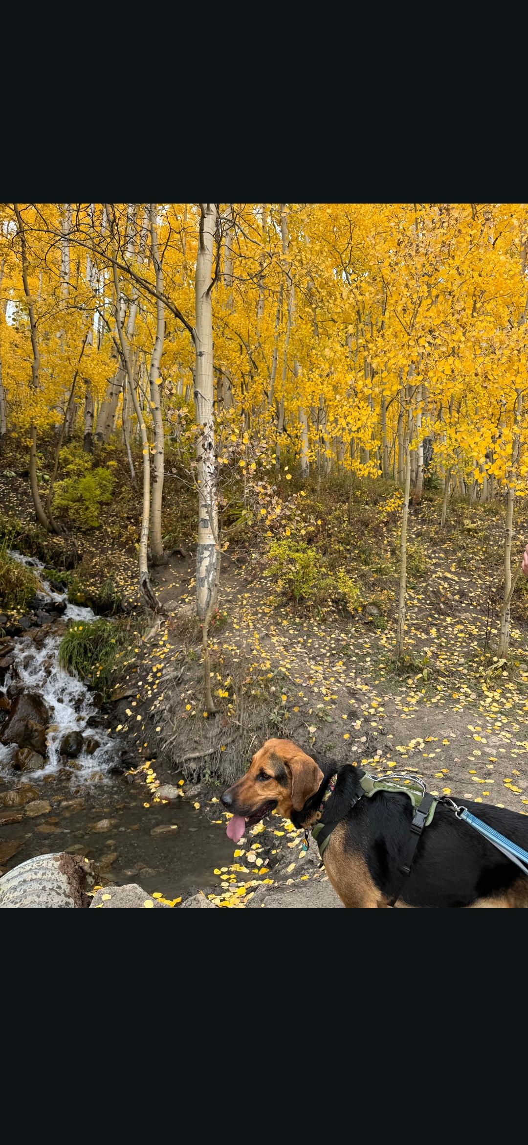 Enlarge Maverick - reduced adoption fee, a ADOPTABLE mixed breed in Gunnison, CO image 4/6