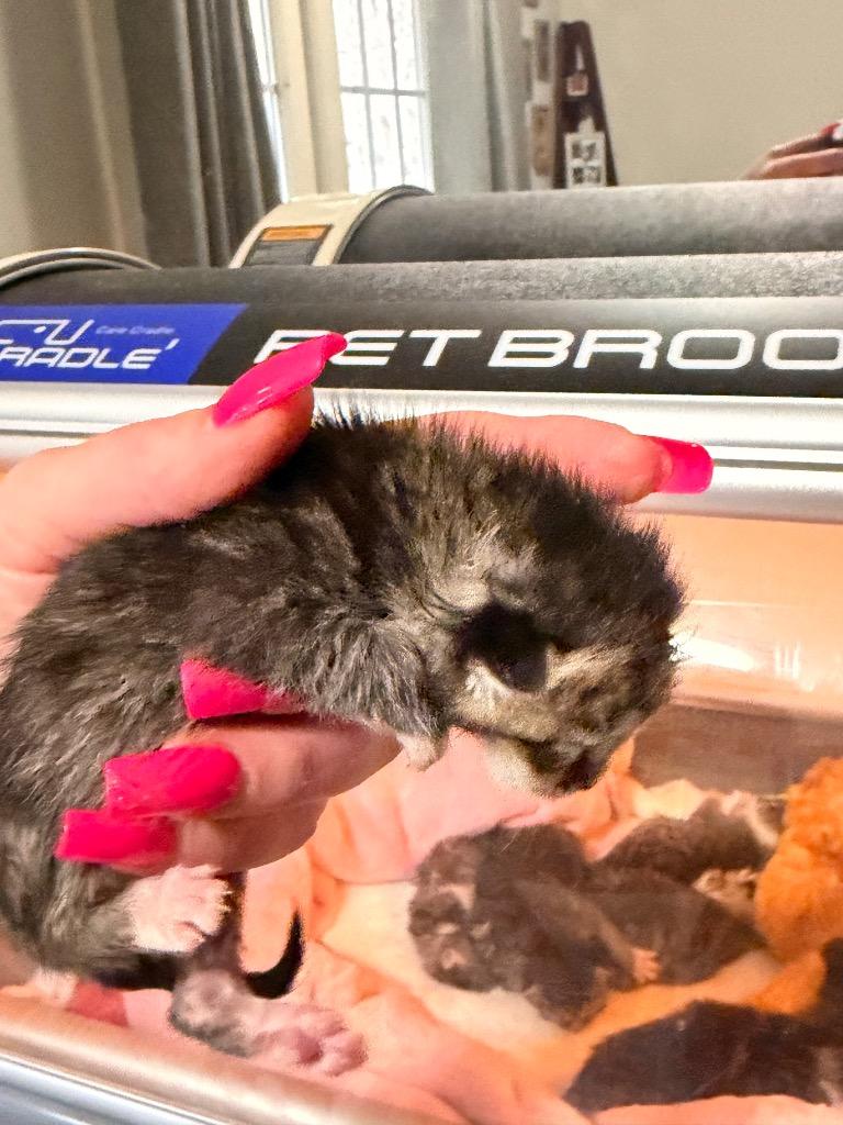 Enlarge *Lumi, a Adoptable mixed breed in Newnan, GA image 1/3