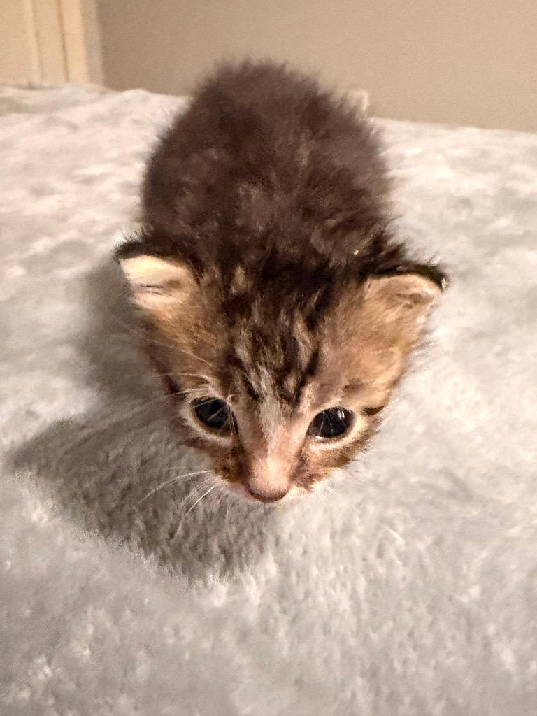 Enlarge *Lumi, a Adoptable mixed breed in Newnan, GA image 2/3