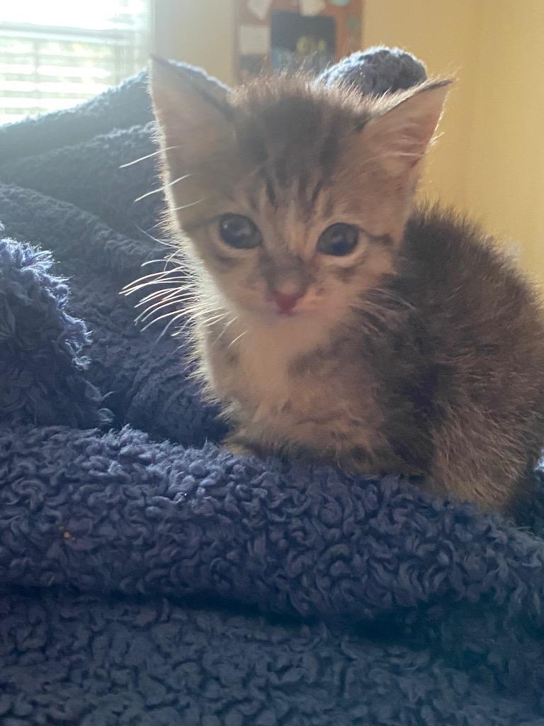 Enlarge *Lumi, a Adoptable mixed breed in Newnan, GA image 3/3