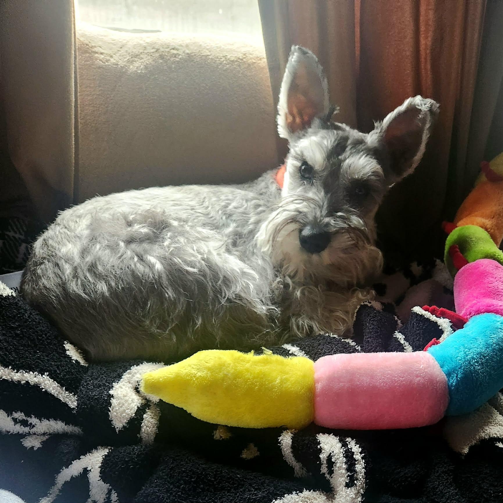 Enlarge Harvey, a ADOPTABLE Miniature Schnauzer in Homer Glen, IL image 4/6