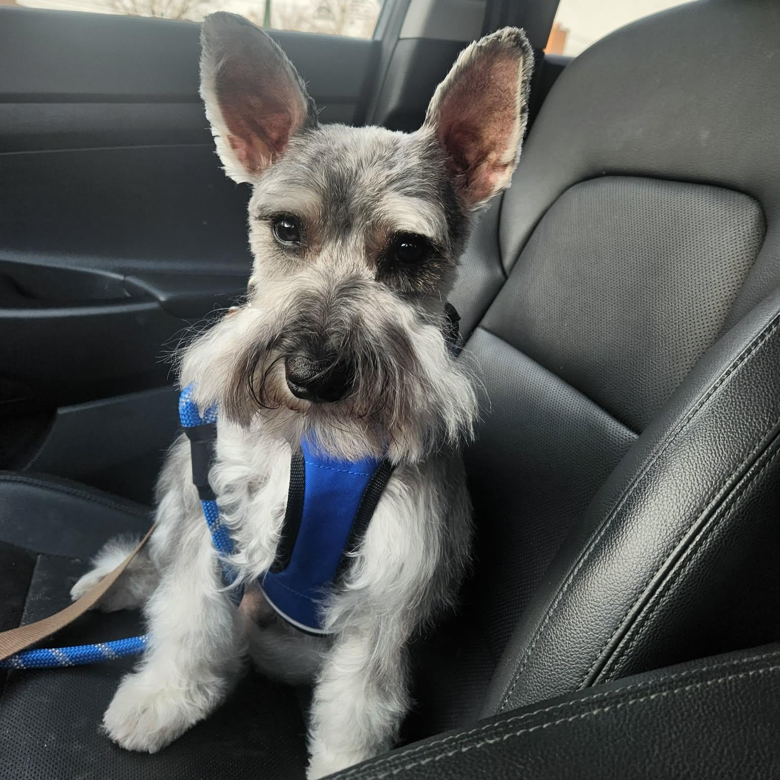 Enlarge Harvey, a ADOPTABLE Miniature Schnauzer in Homer Glen, IL image 1/6