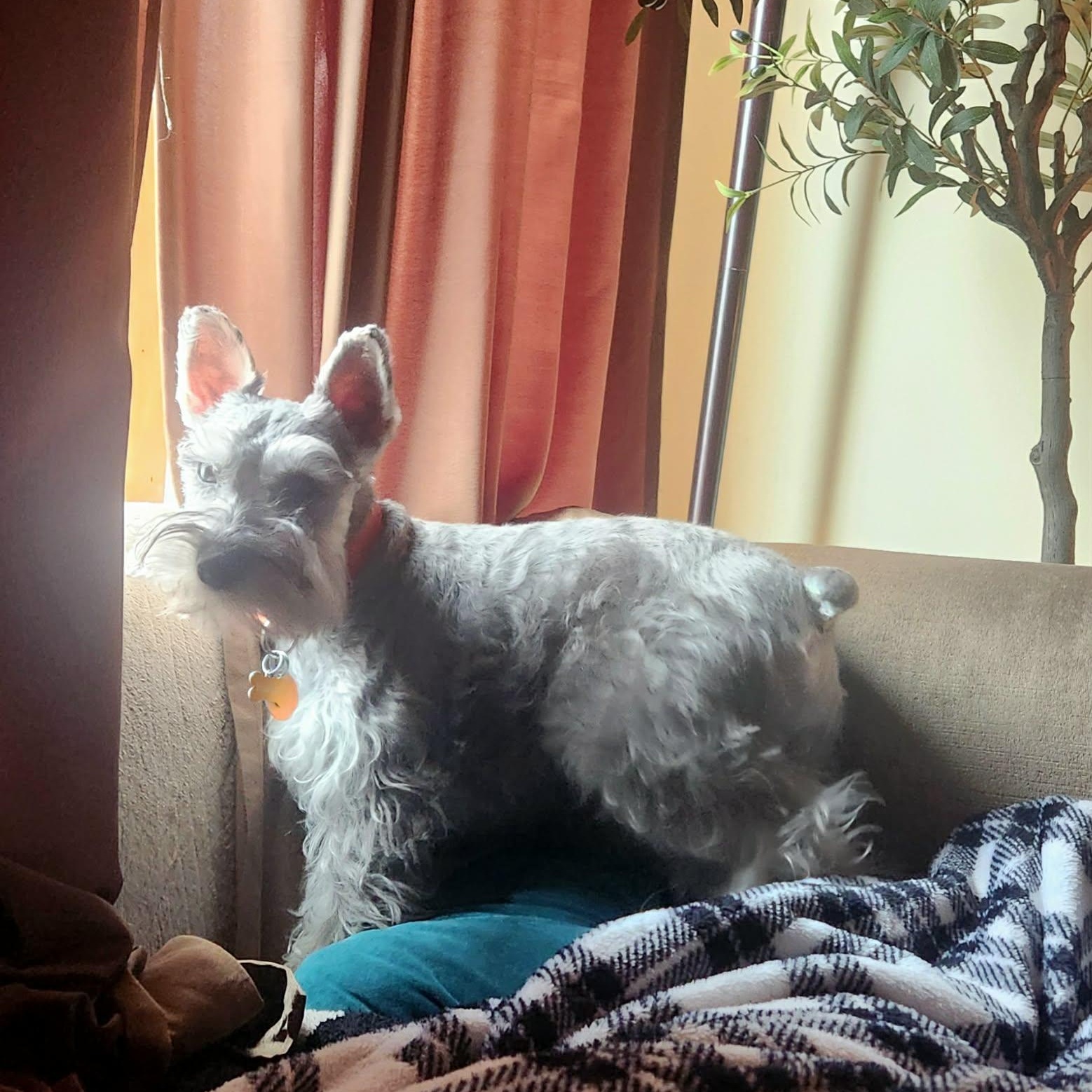 Enlarge Harvey, a ADOPTABLE Miniature Schnauzer in Homer Glen, IL image 5/6