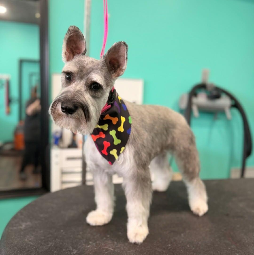 Enlarge Harvey, a ADOPTABLE Miniature Schnauzer in Homer Glen, IL image 2/6