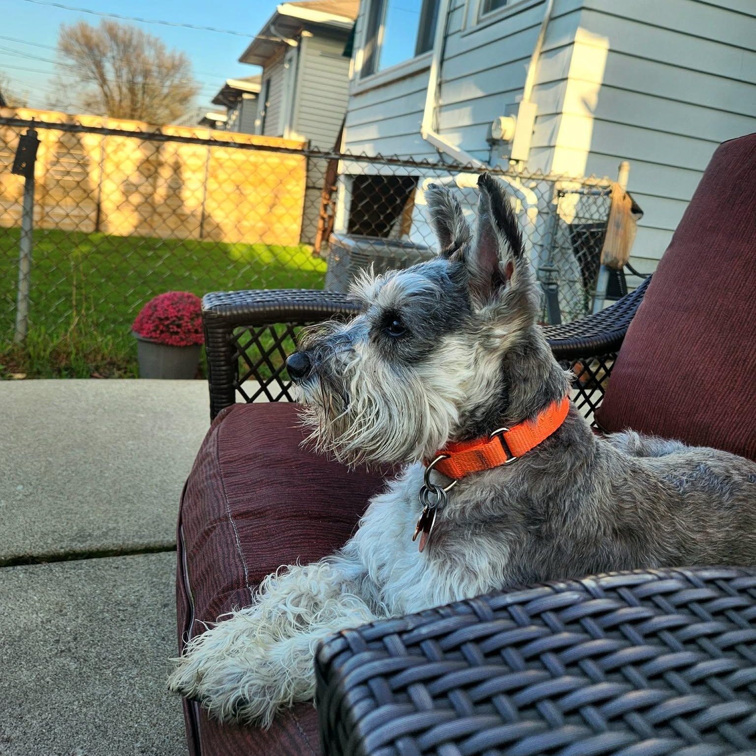 Enlarge Harvey, a ADOPTABLE Miniature Schnauzer in Homer Glen, IL image 6/6