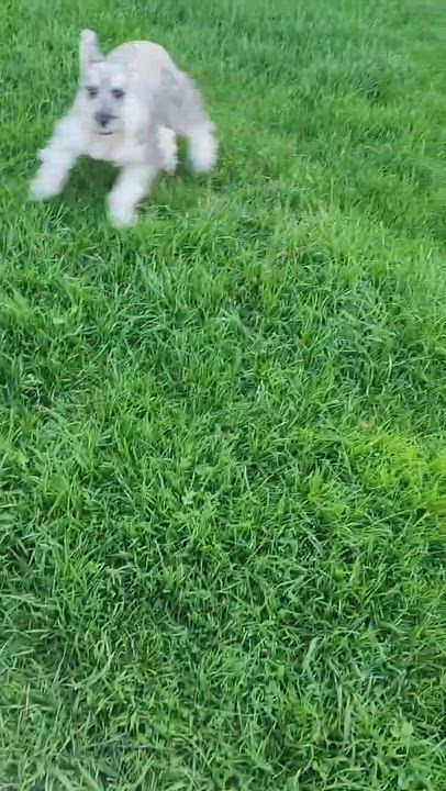 Enlarge Harvey, a ADOPTABLE Miniature Schnauzer in Homer Glen, IL video 3/6