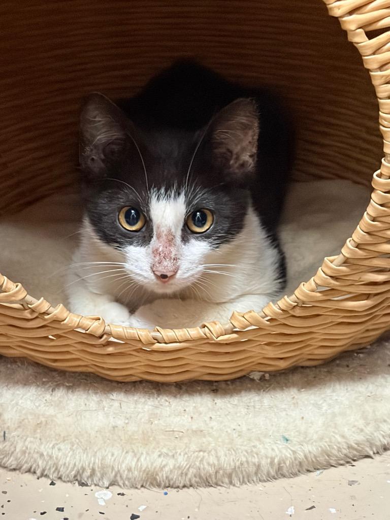Buster, Adoptable, Kitten Male Domestic Short Hair.