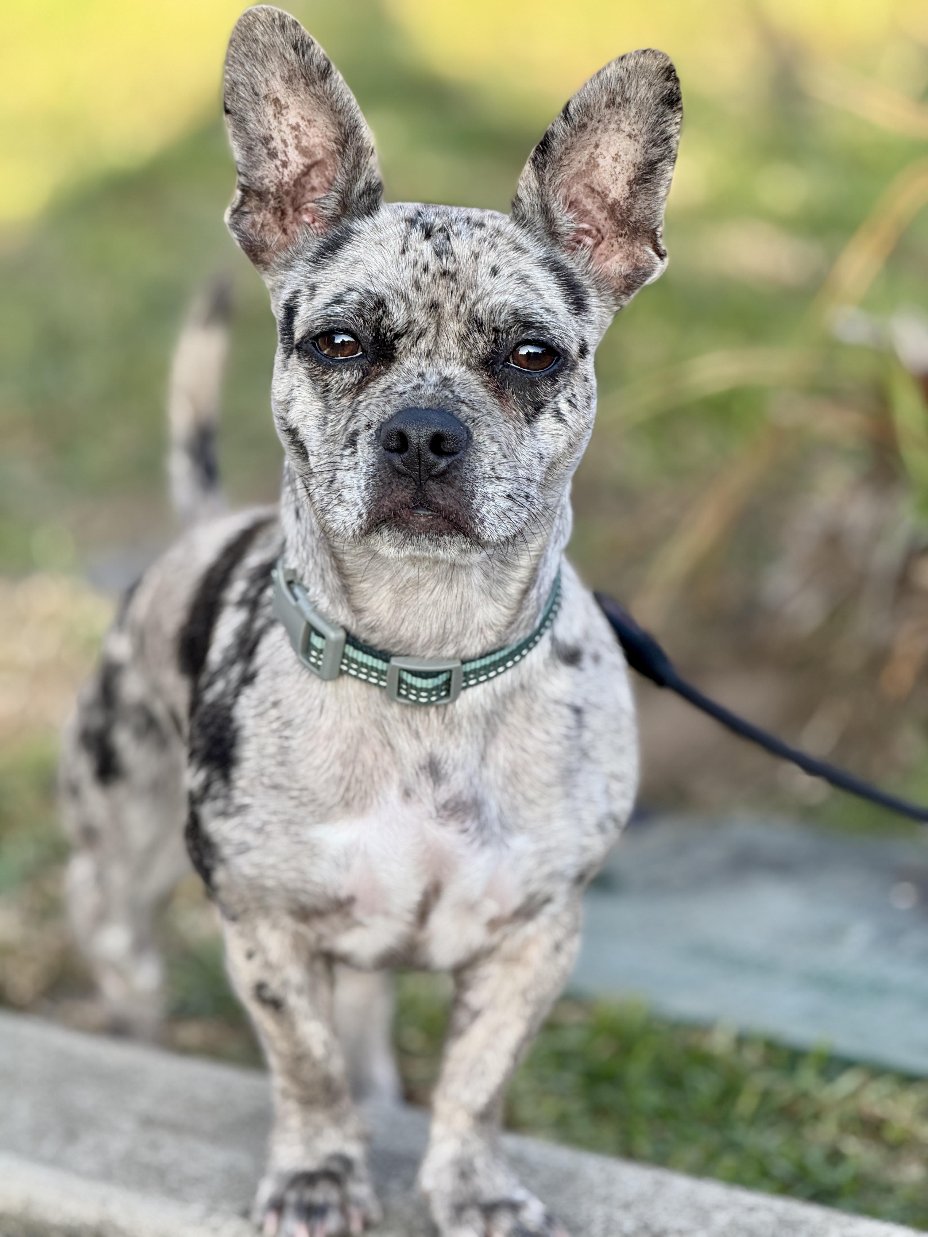 Audrey, adoptable, Adult Female French Bulldog & Miniature Poodle.