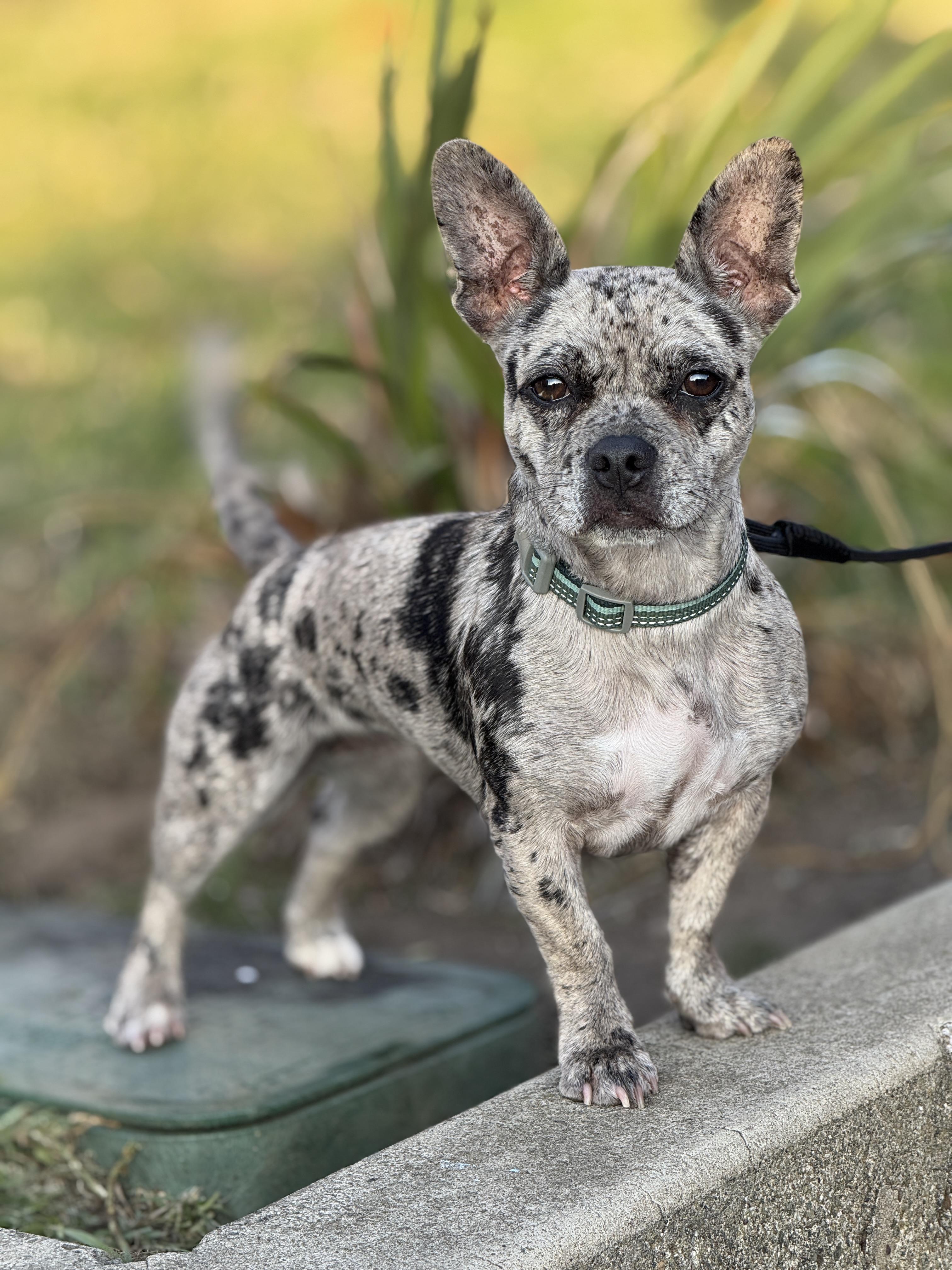 Enlarge Audrey, an adoptable mixed breed in San Francisco, CA image 2/2