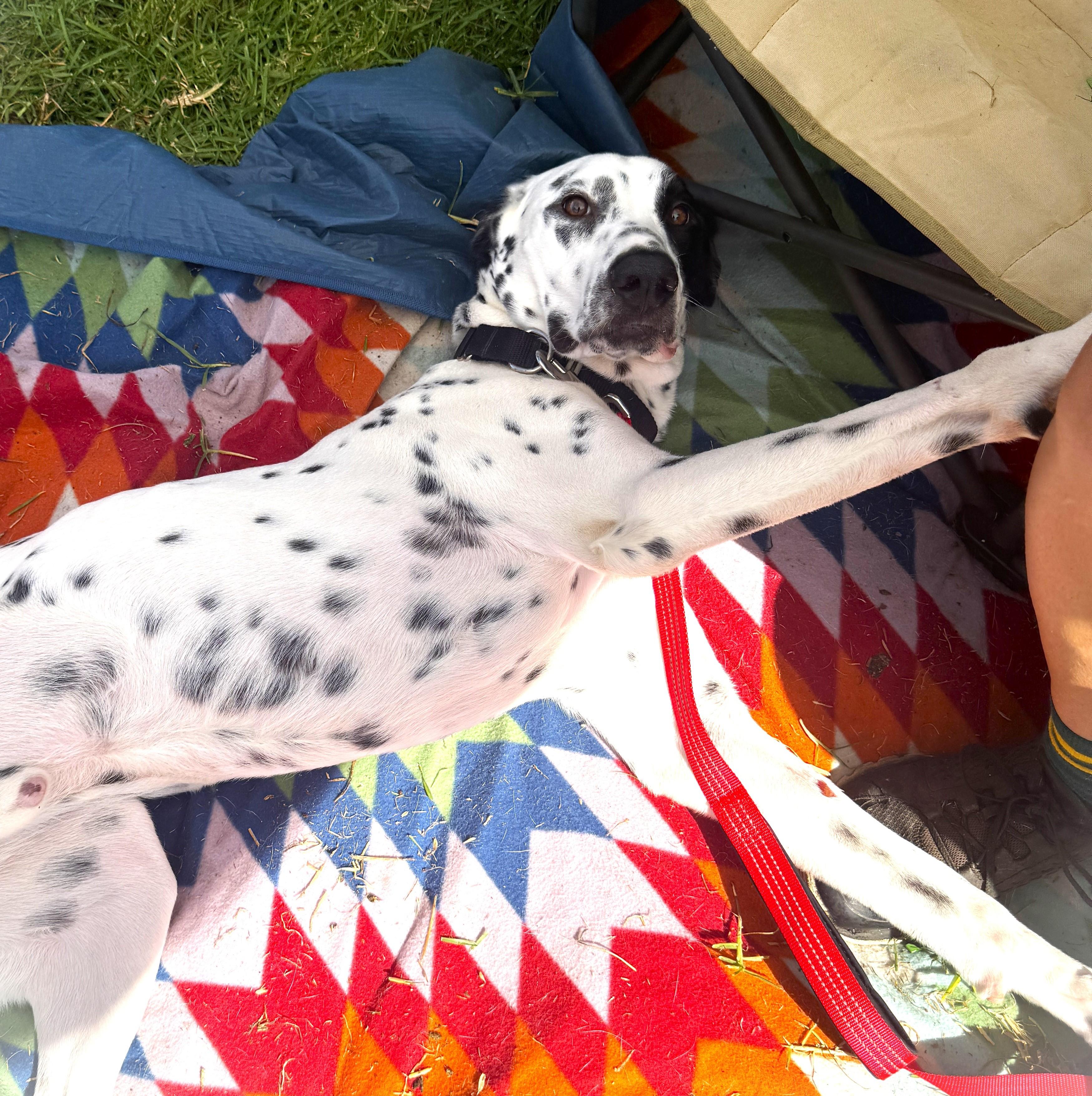 Enlarge Archie ADOPTED, an adopted Dalmatian in Newport Beach, CA image 1/4