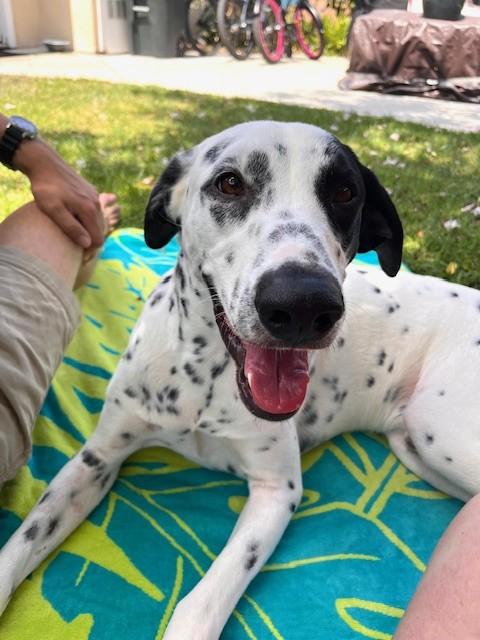 Enlarge Archie ADOPTED, an adopted Dalmatian in Newport Beach, CA image 2/4