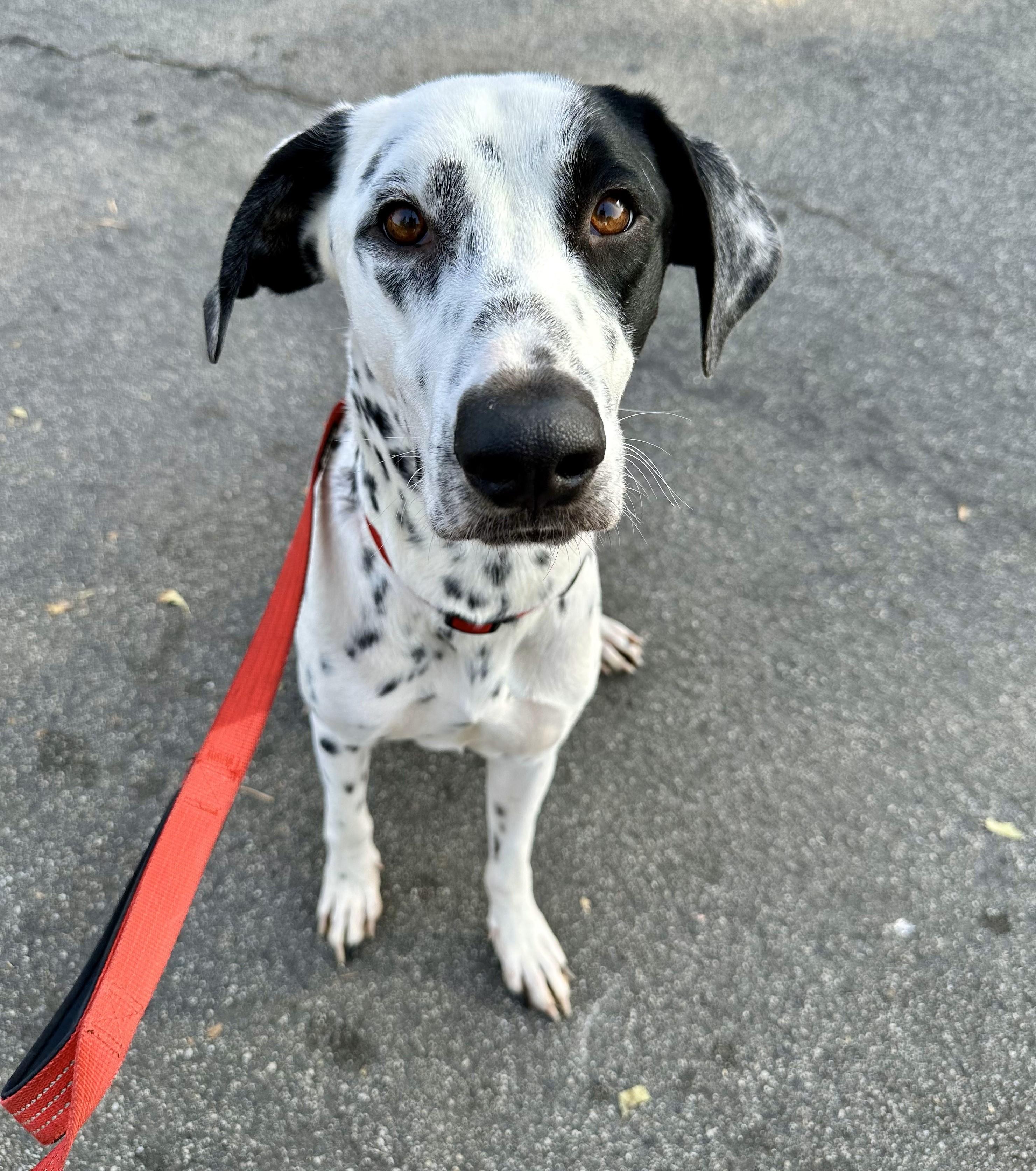 Enlarge Archie ADOPTED, an adopted Dalmatian in Newport Beach, CA image 3/4