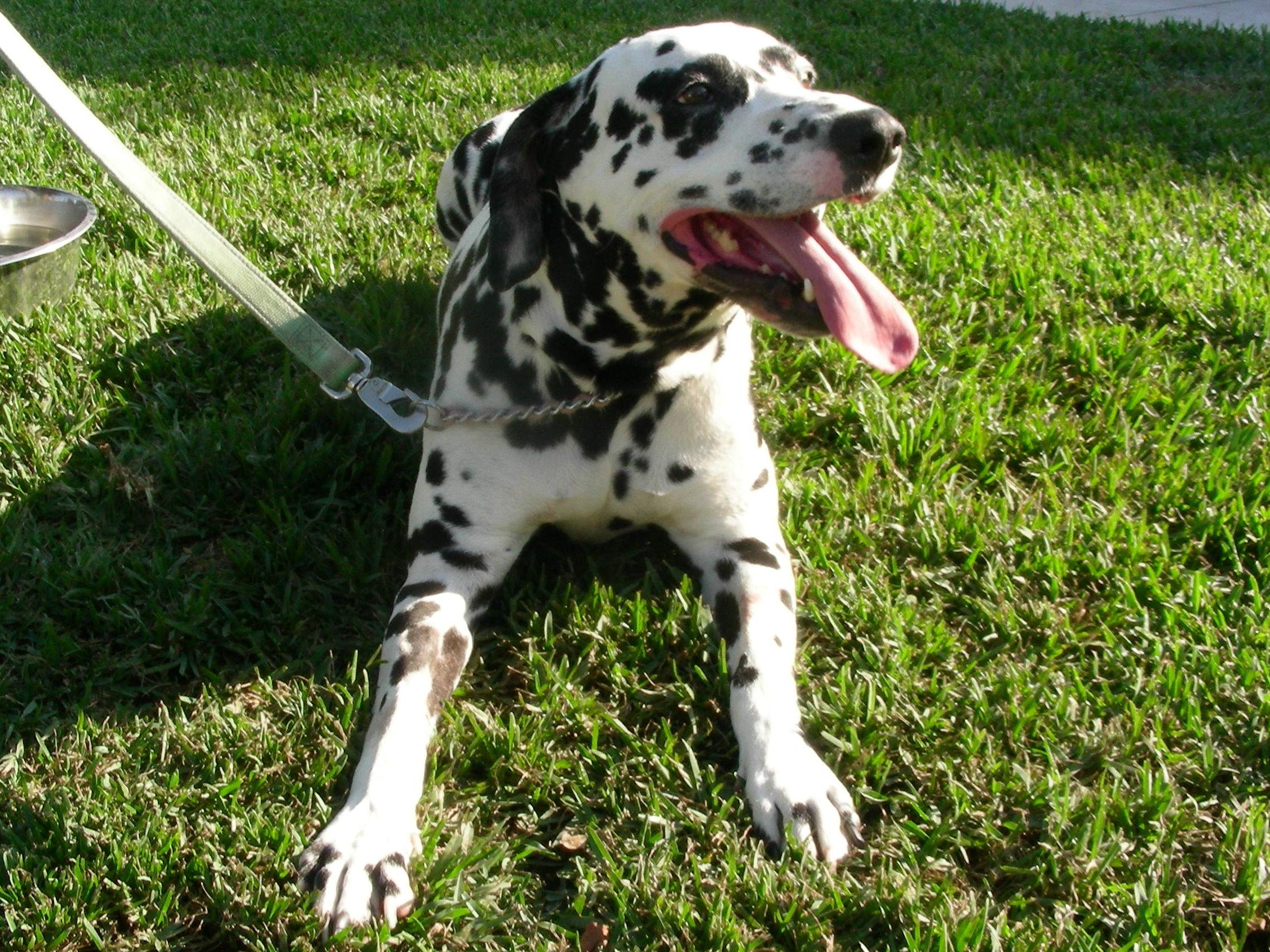 Enlarge Archie ADOPTED, an adopted Dalmatian in Newport Beach, CA image 4/4