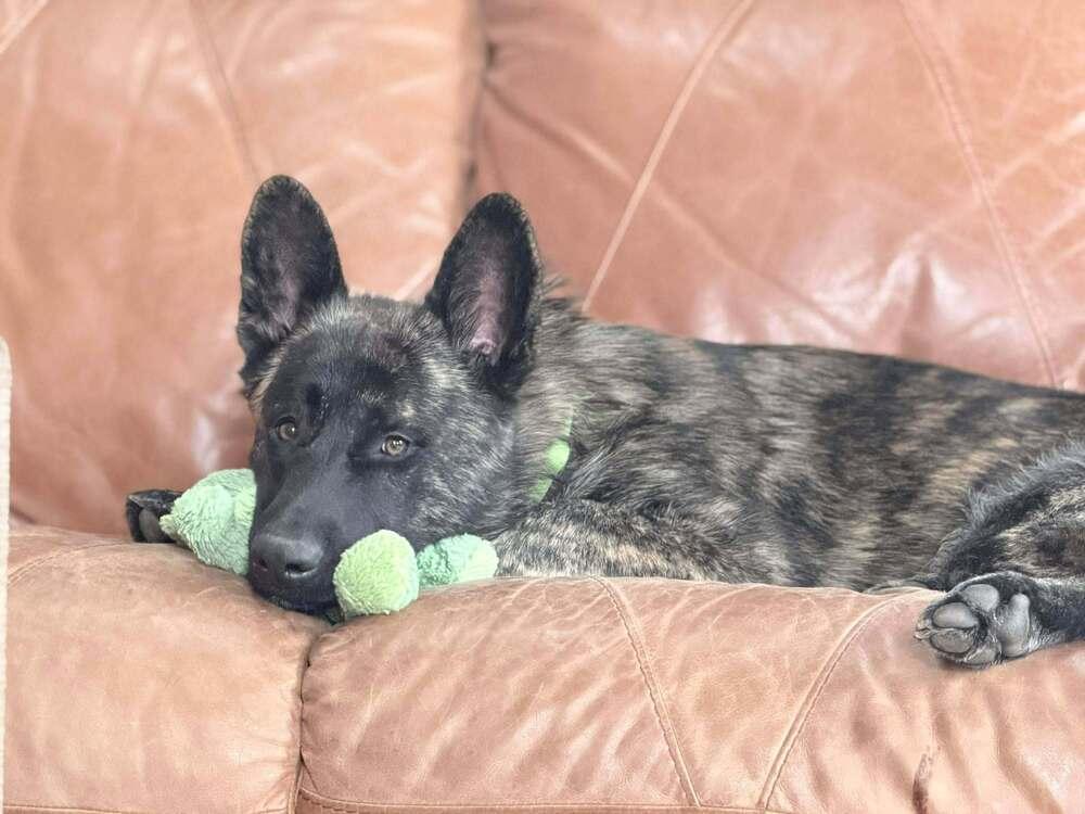 Shaka FKA Oakley in CO, Adoptable, Adult Male Dutch Shepherd.