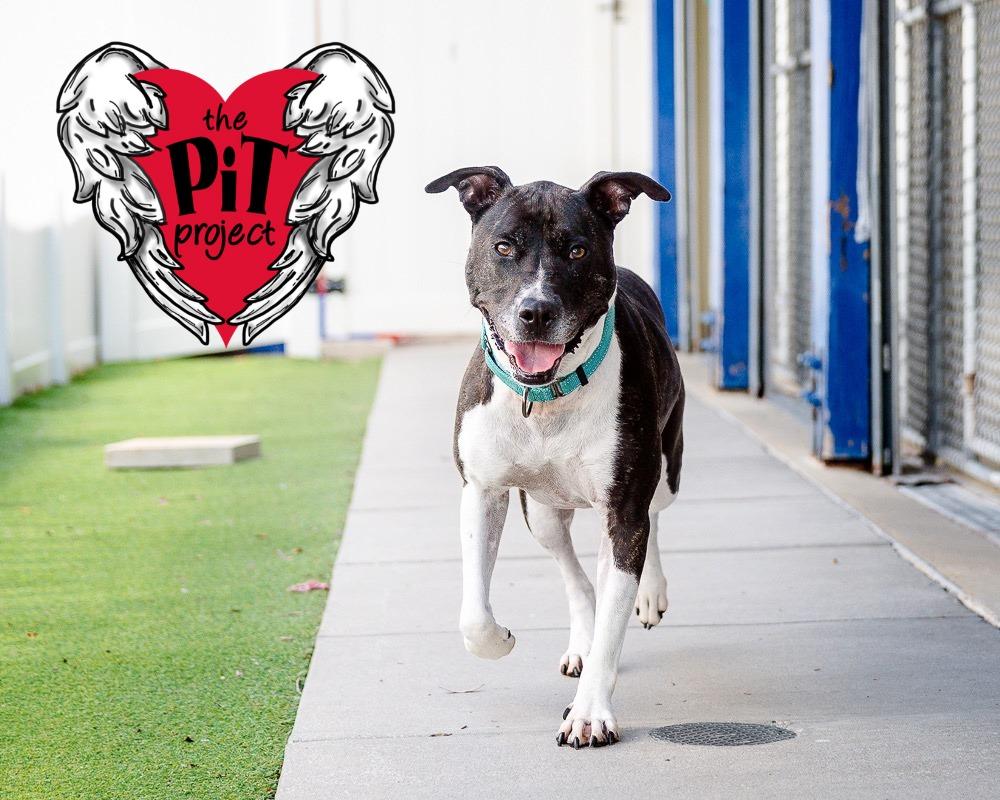 Roxie, Adoptable, Adult Female Pit Bull Terrier.