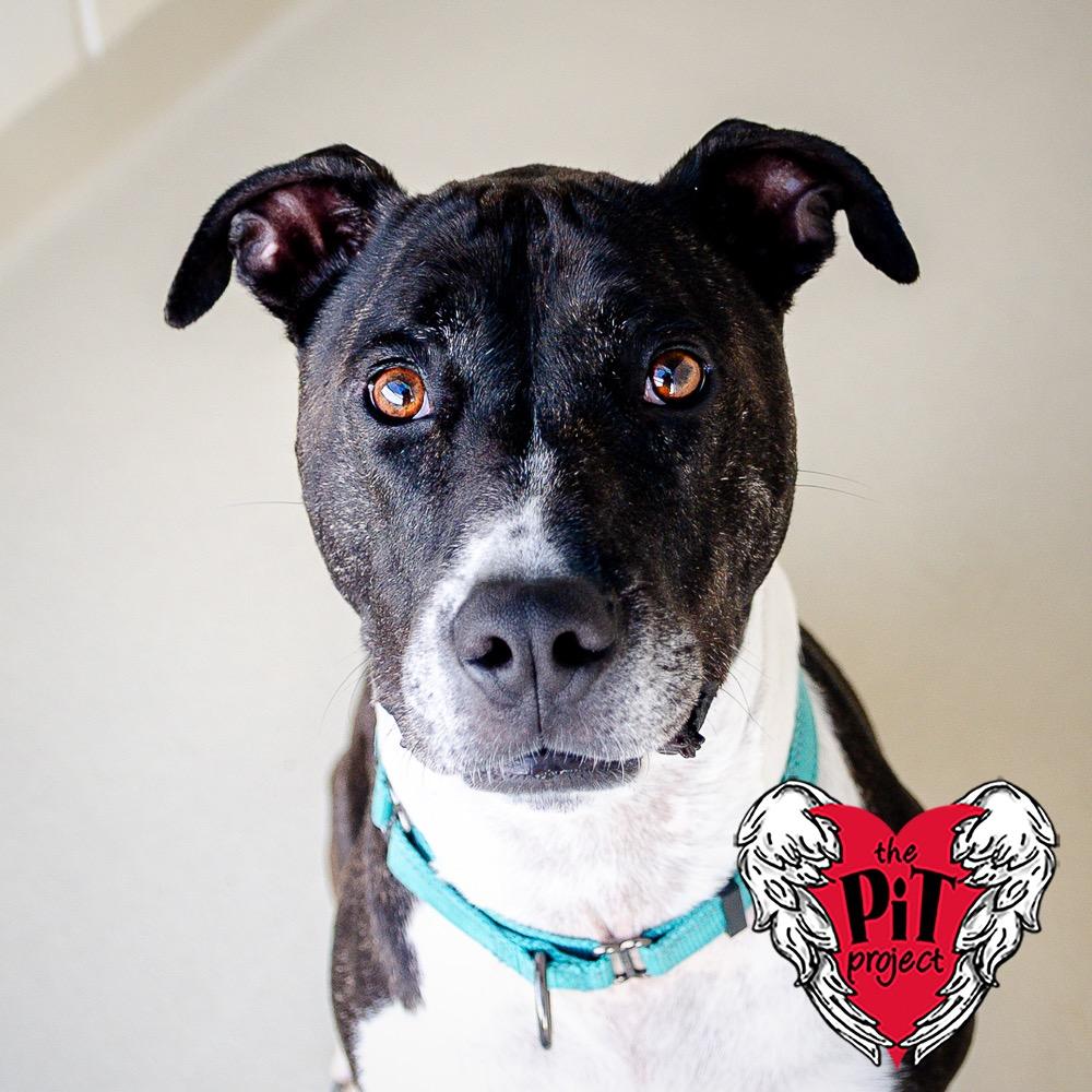 Roxie, Adoptable, Adult Female Pit Bull Terrier.