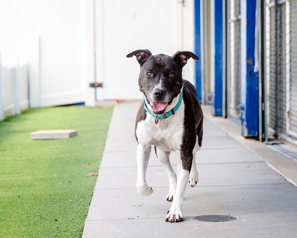 Enlarge Roxie, a Adoptable Pit Bull Terrier in Saint Petersburg, FL image 3/3