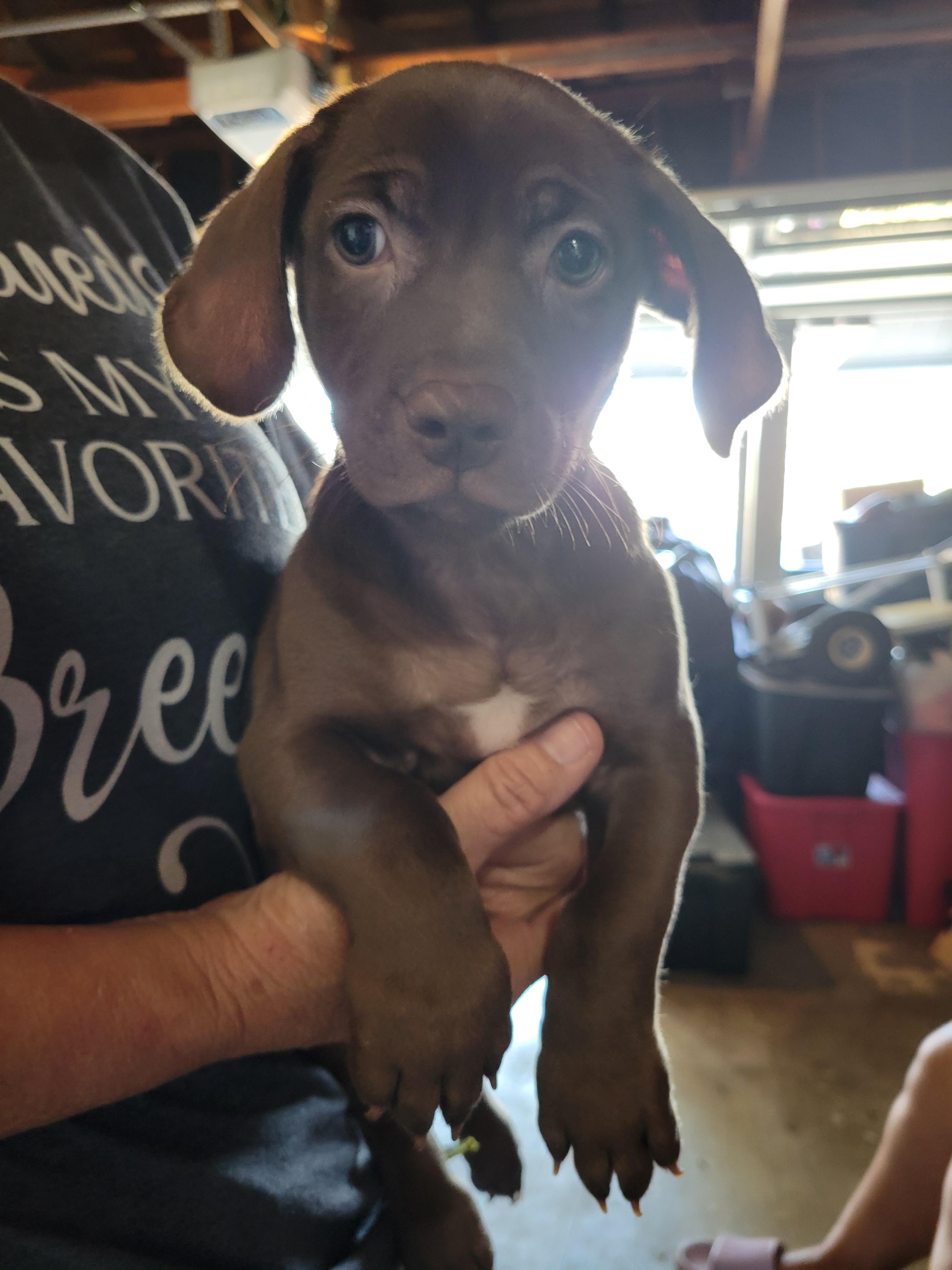 Enlarge Choco, a Adopted mixed breed in rowland heights, CA image 1/4