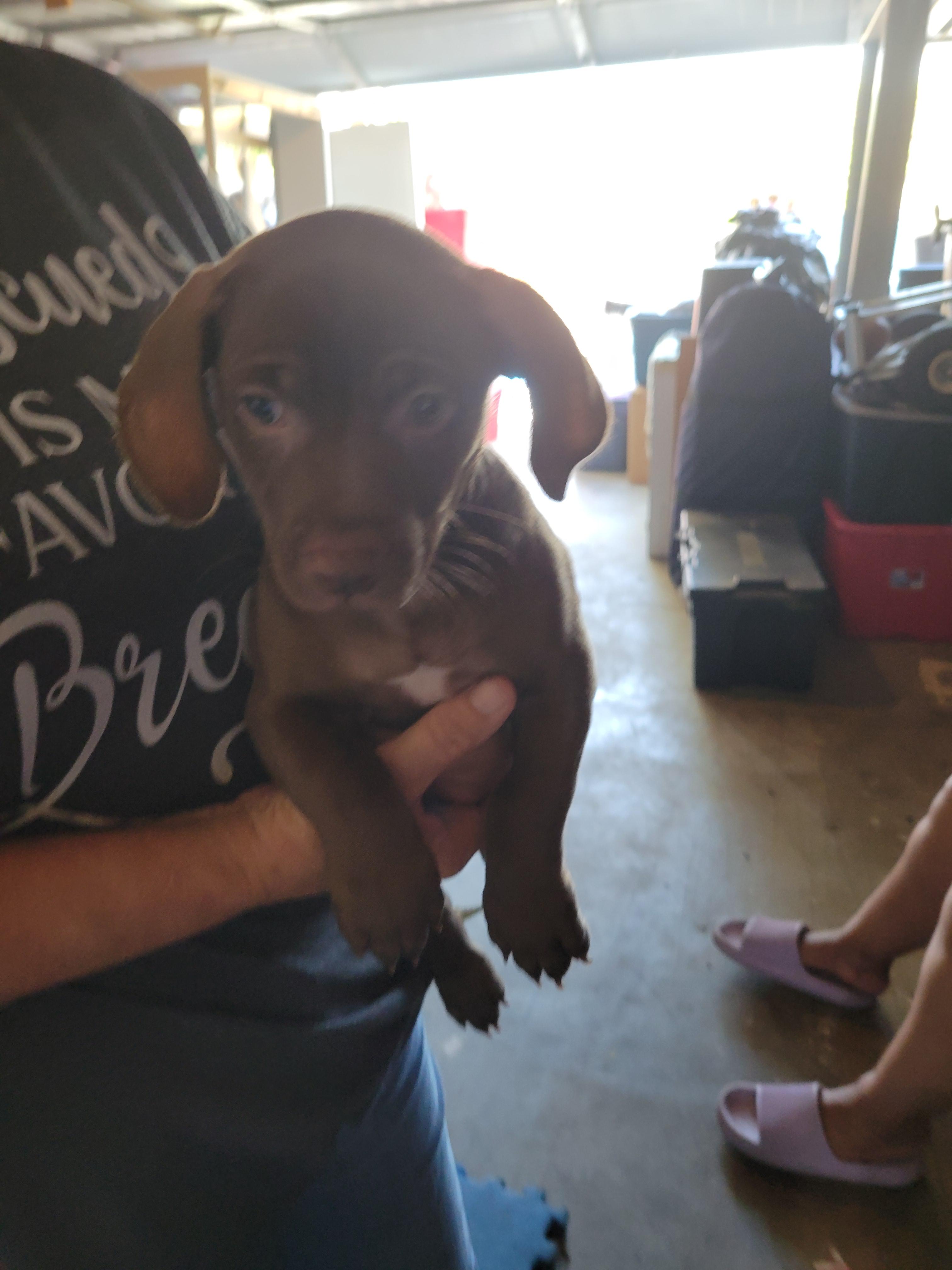 Enlarge Choco, a Adopted mixed breed in rowland heights, CA image 4/4