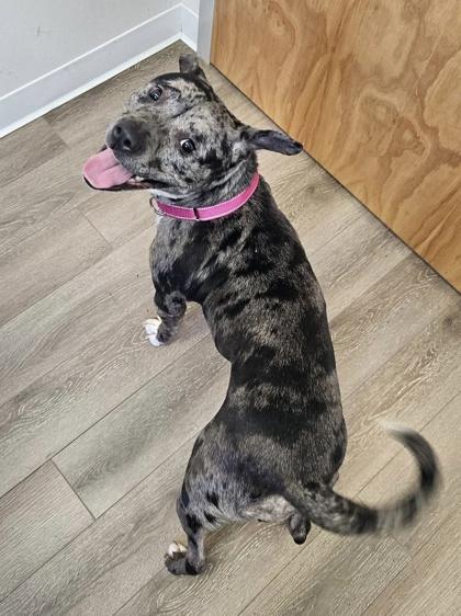 Freya — thumbnail 2