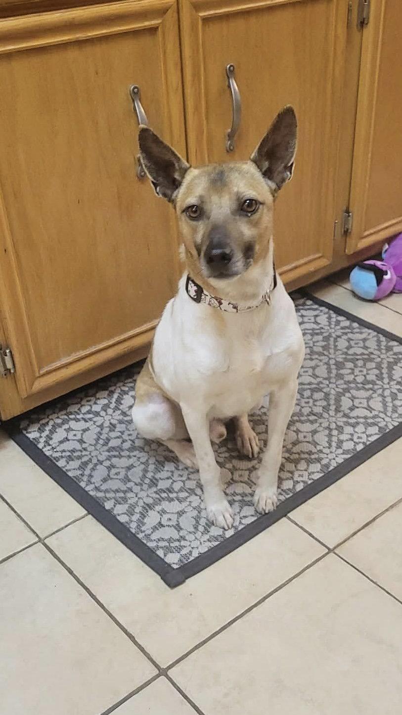 Gravy, a Adoptable mixed breed in Westwood, NJ image 3/3