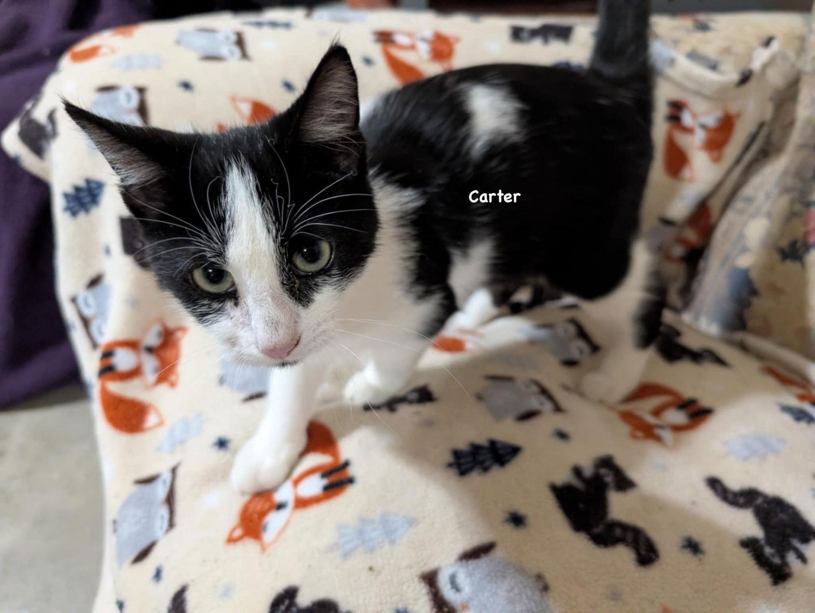 Carter, Adoptable, Young Male Domestic Short Hair & Tuxedo.