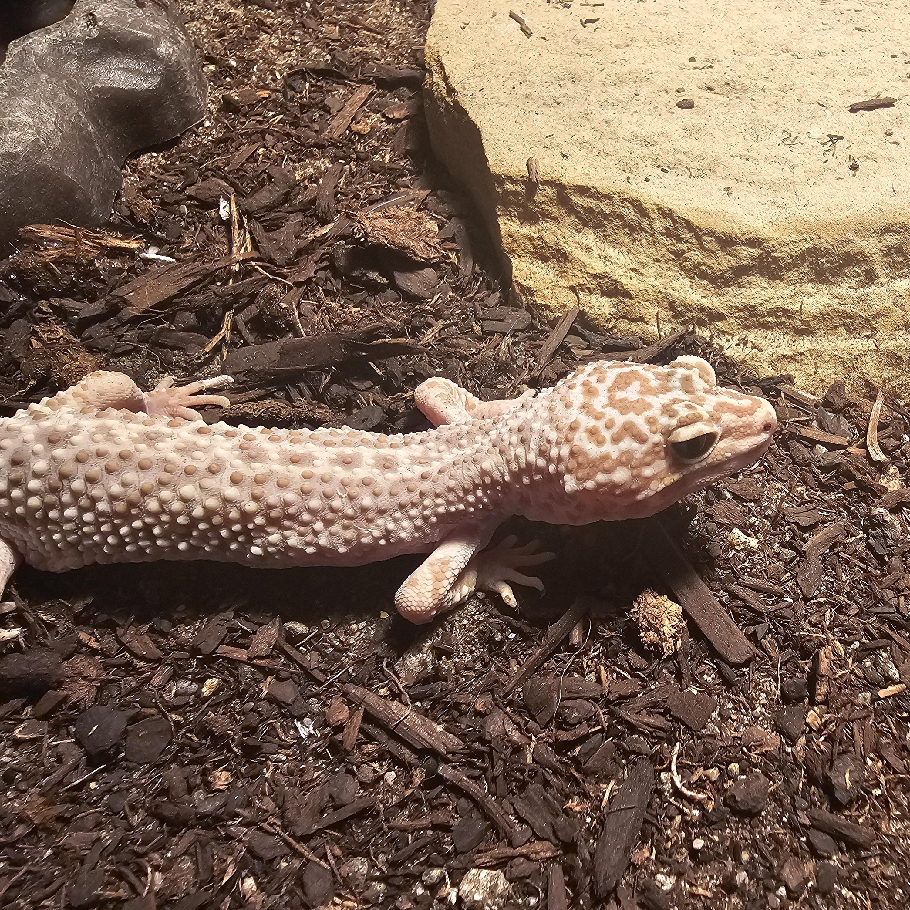 Bonnie, Clyde & Al, adopted, Adult Unknown Gecko.