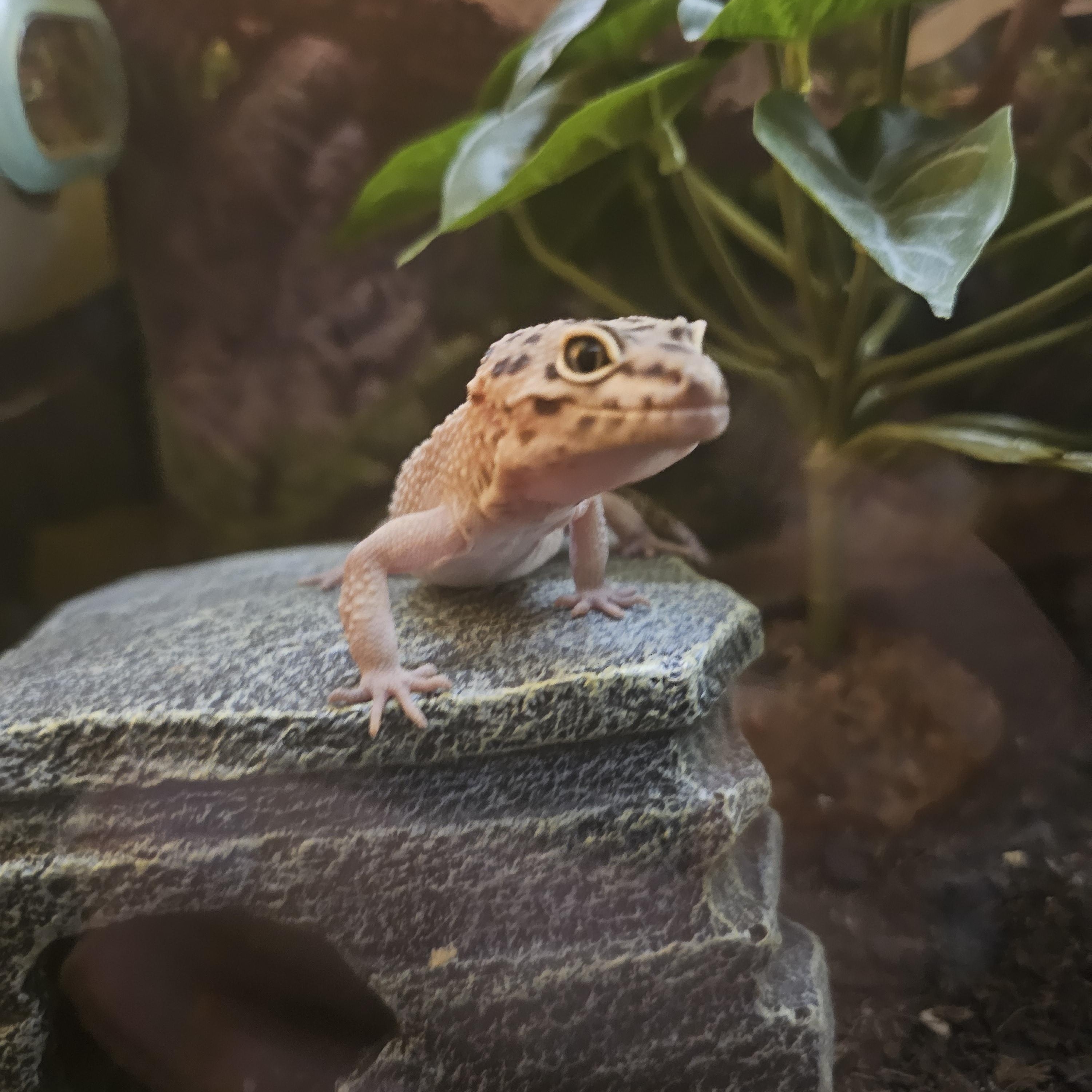 Bonnie, Clyde & Al, an adopted Gecko in Central City, KY image 2/3
