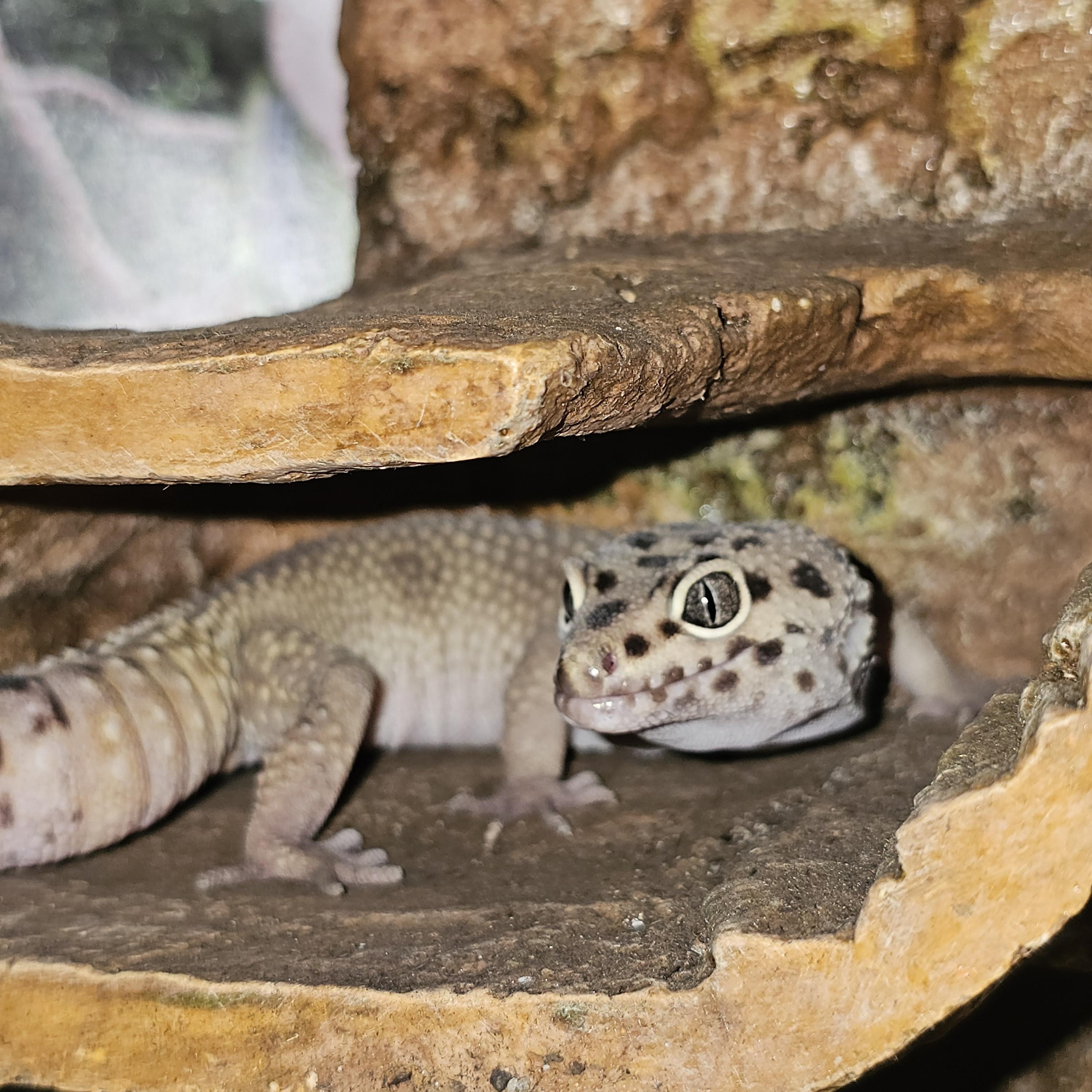 Bonnie, Clyde & Al, an adopted Gecko in Central City, KY image 3/3