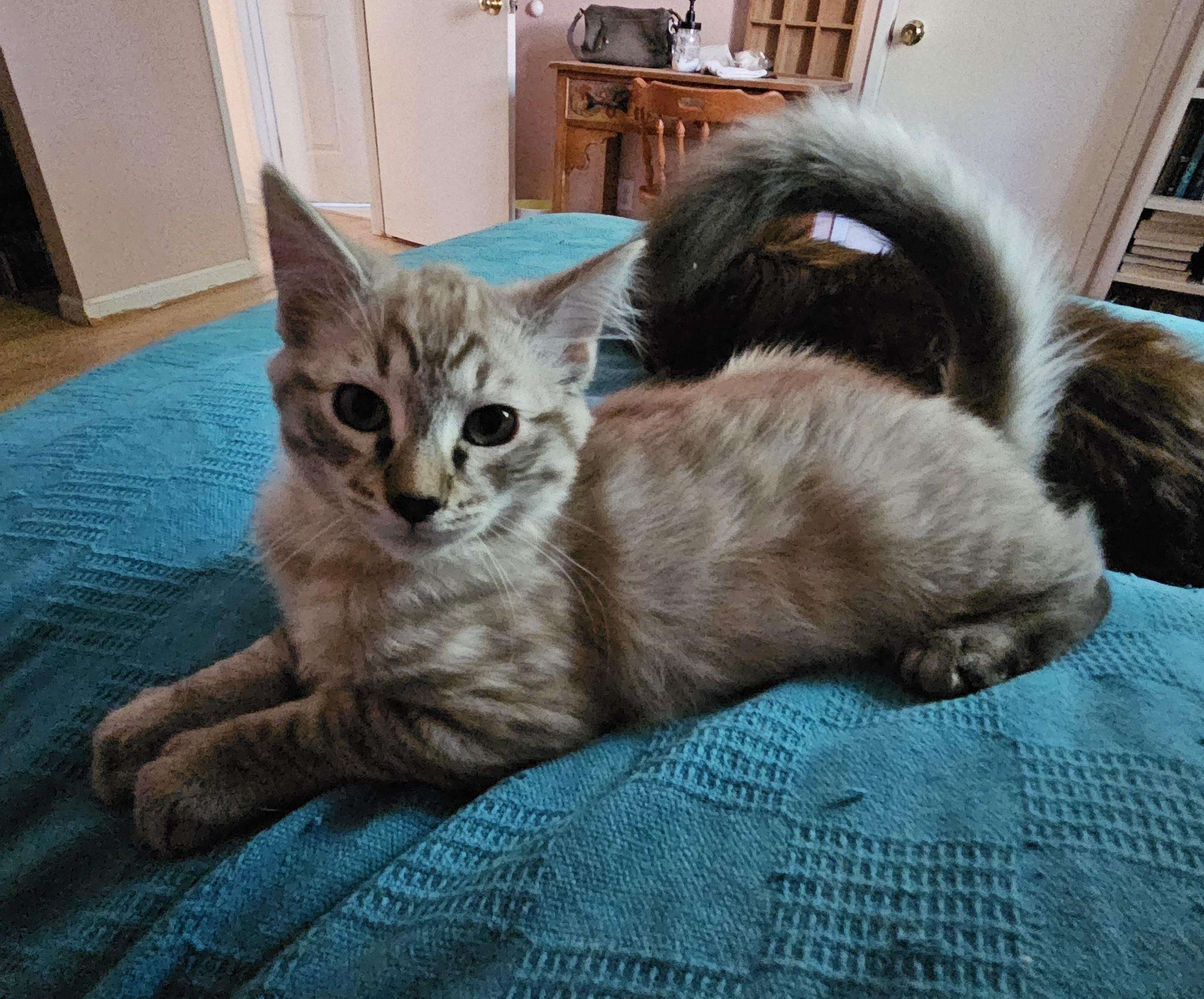 Lando, an adoptable Ragdoll, Tabby in Vacaville, CA, 95687 | Photo Image 1