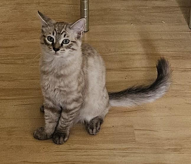 Lando, an adoptable Ragdoll, Tabby in Vacaville, CA, 95687 | Photo Image 2