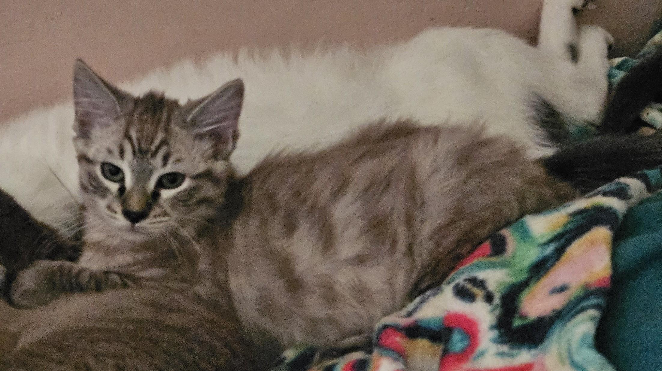 Lando, an adoptable Ragdoll, Tabby in Vacaville, CA, 95687 | Photo Image 3