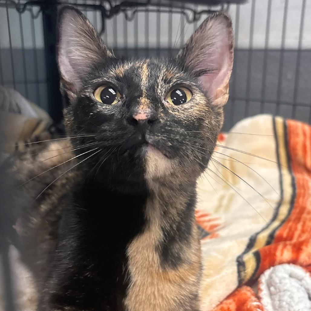 Guinea Pig, Adoptable, Young Female Domestic Short Hair.