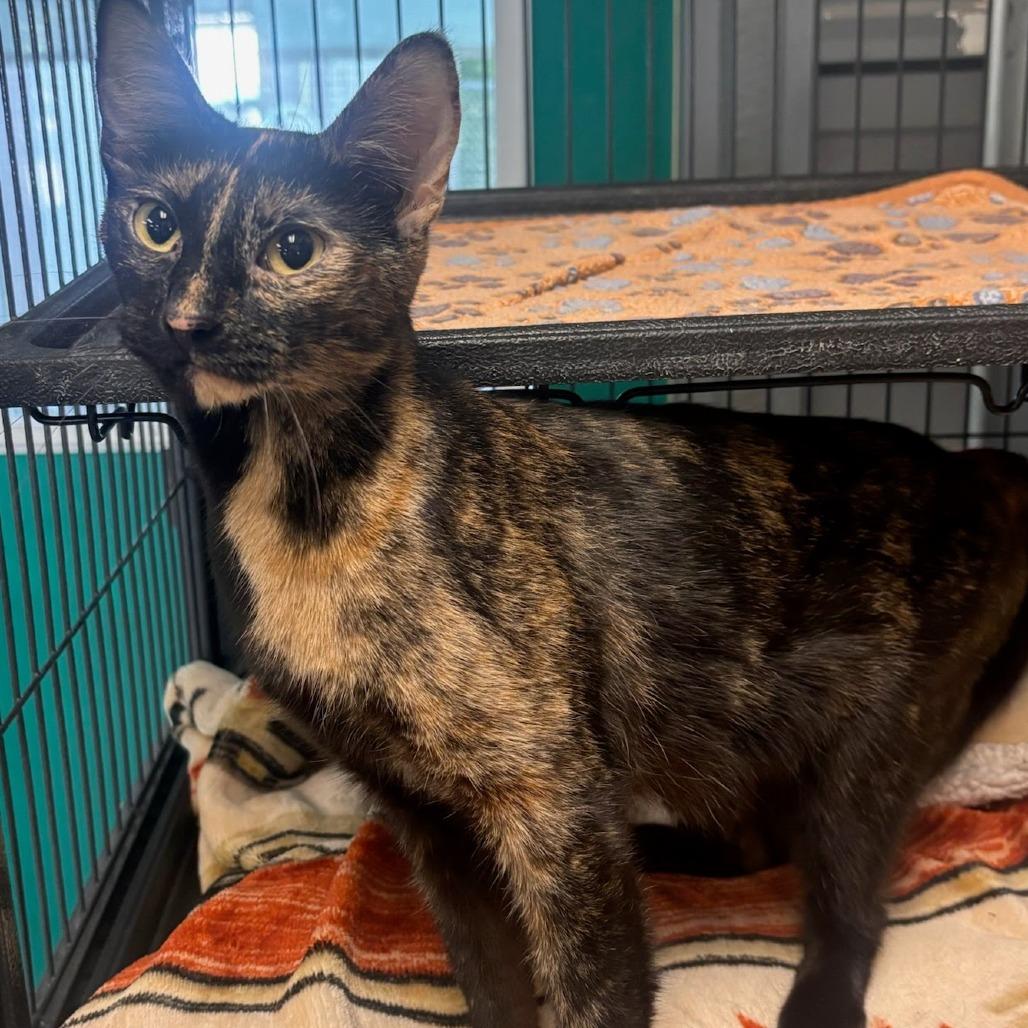 Enlarge Guinea Pig, a Adoptable Domestic Short Hair in Belleville, IL image 2/5