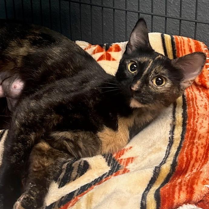 Enlarge Guinea Pig, a Adoptable Domestic Short Hair in Belleville, IL image 3/5