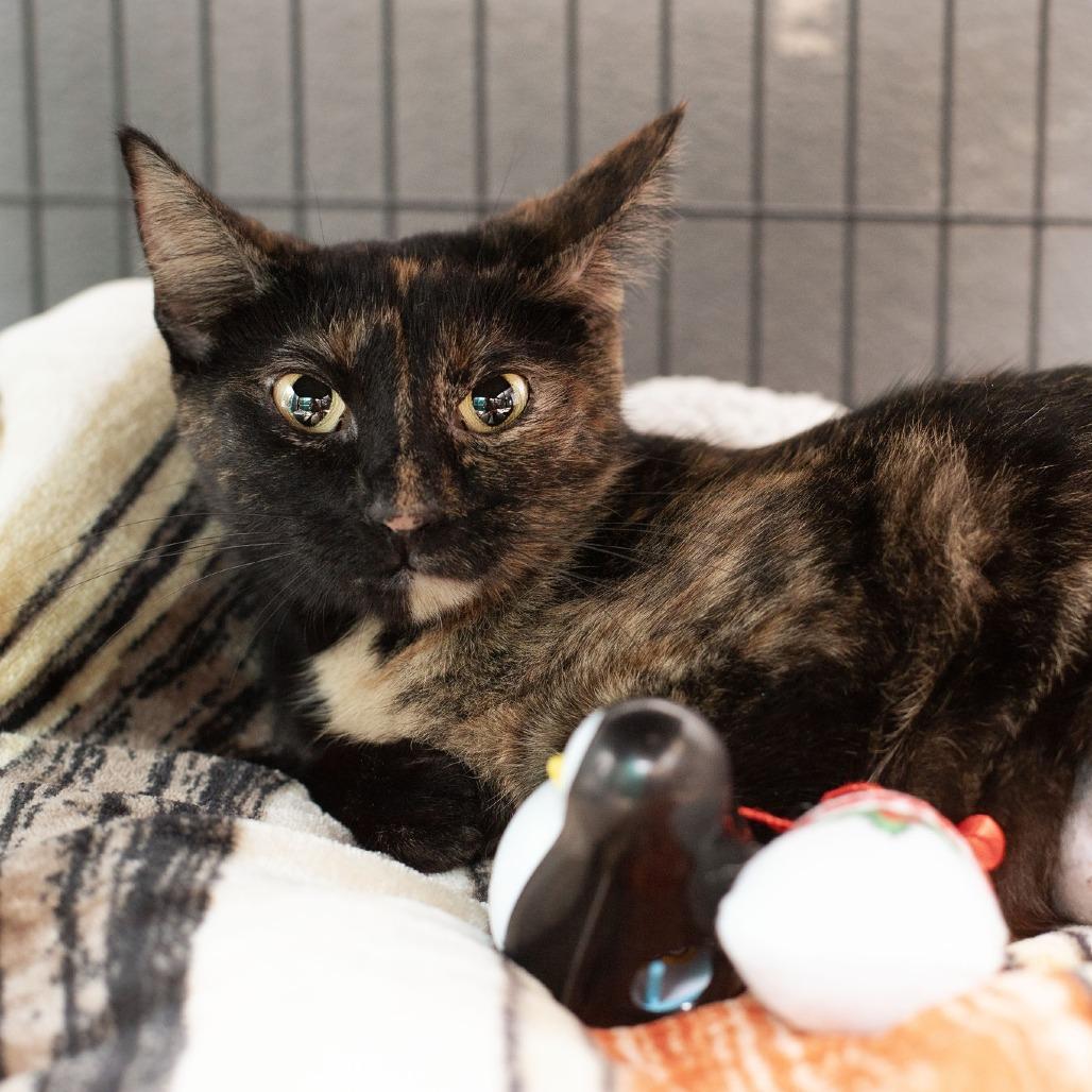 Enlarge Guinea Pig, a Adoptable Domestic Short Hair in Belleville, IL image 4/5