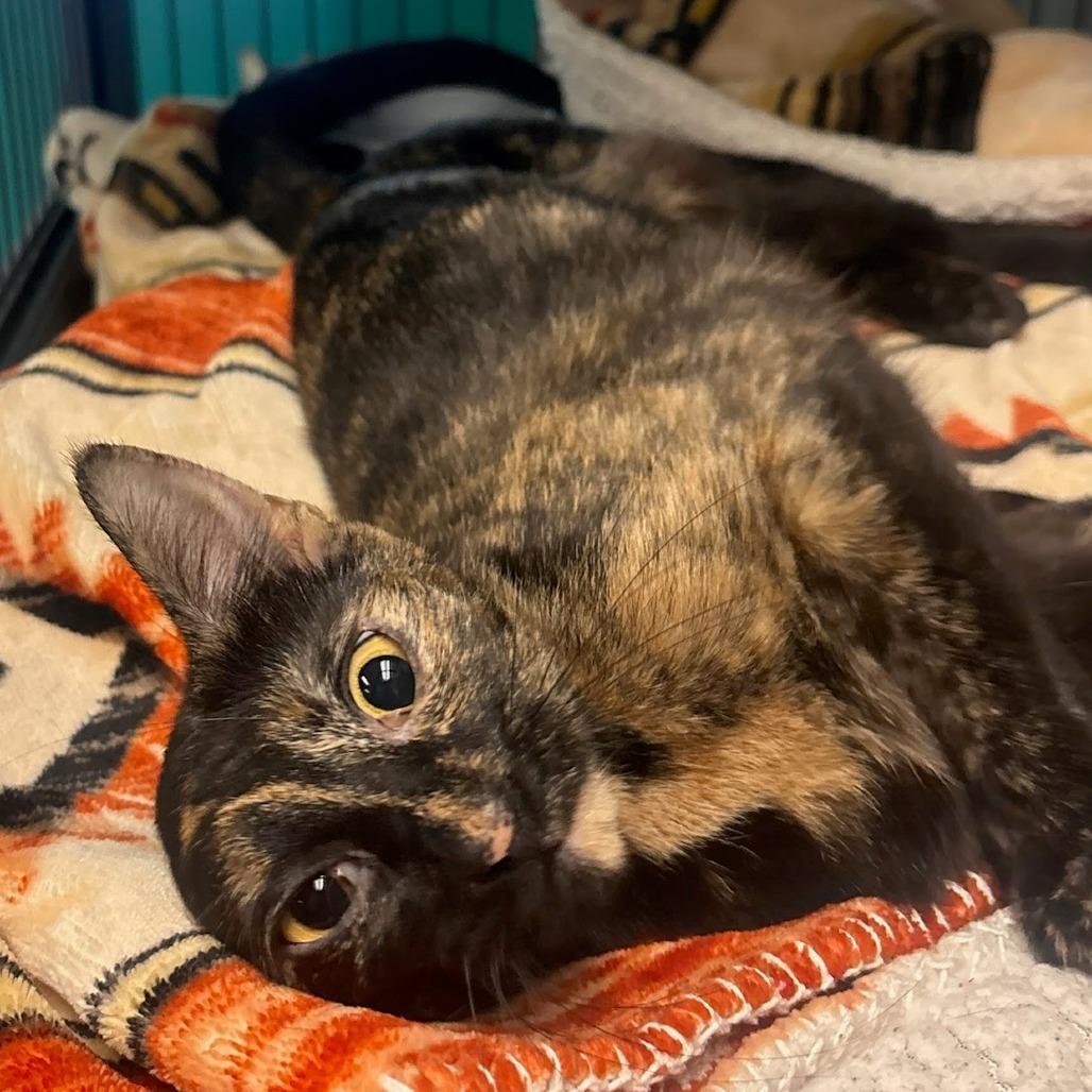 Enlarge Guinea Pig, a Adoptable Domestic Short Hair in Belleville, IL image 5/5
