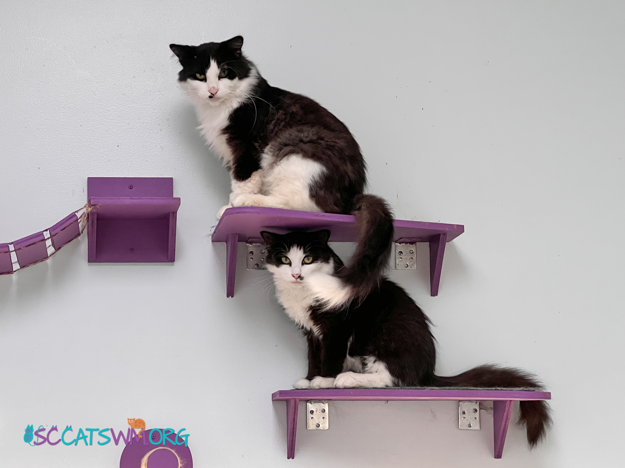 Smudge and Tilly, an adoptable Domestic Medium Hair in Grand Rapids, MI_image-1