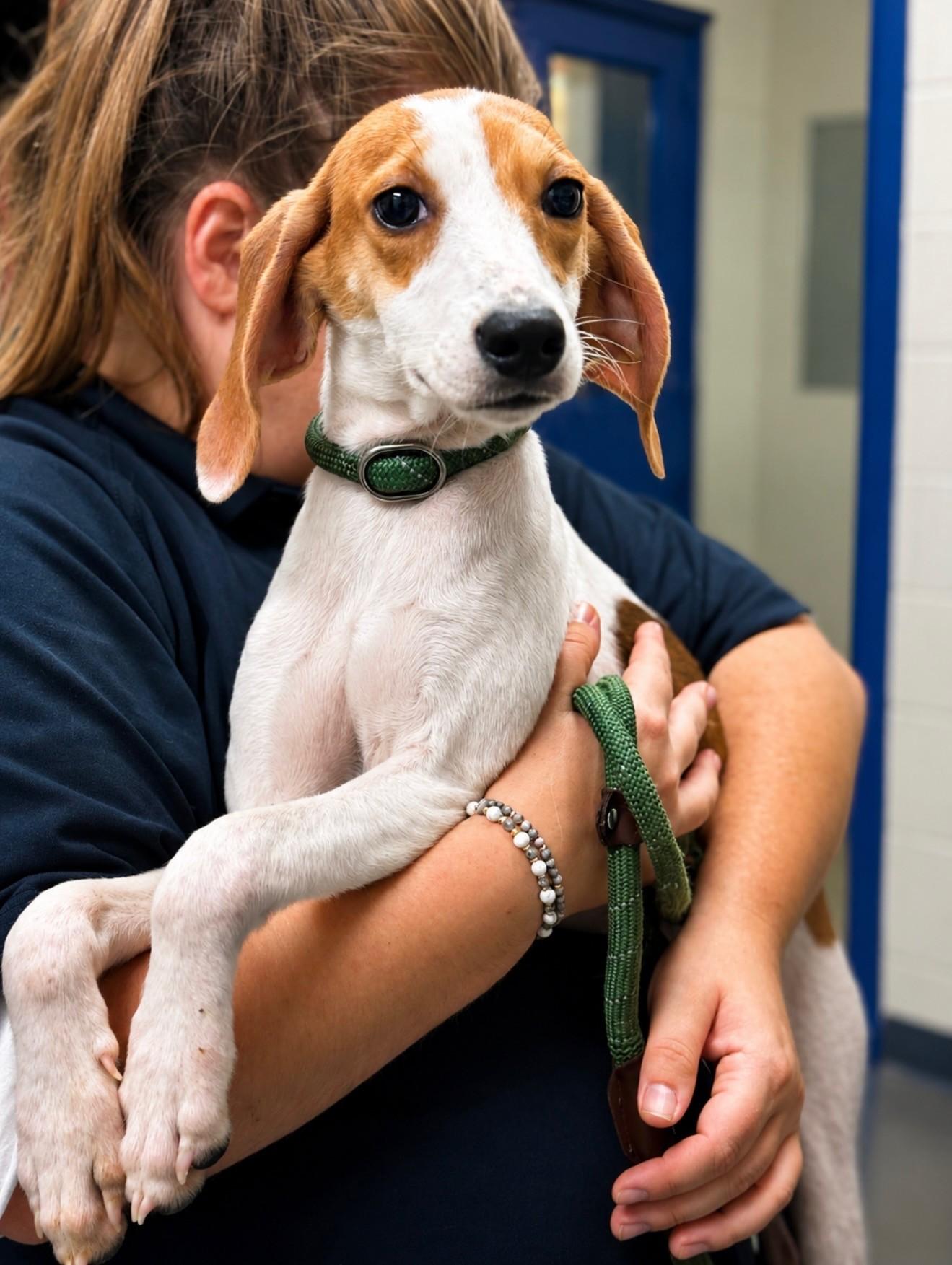 Freya, a ADOPTABLE Hound in Ashland, VA image 1/2