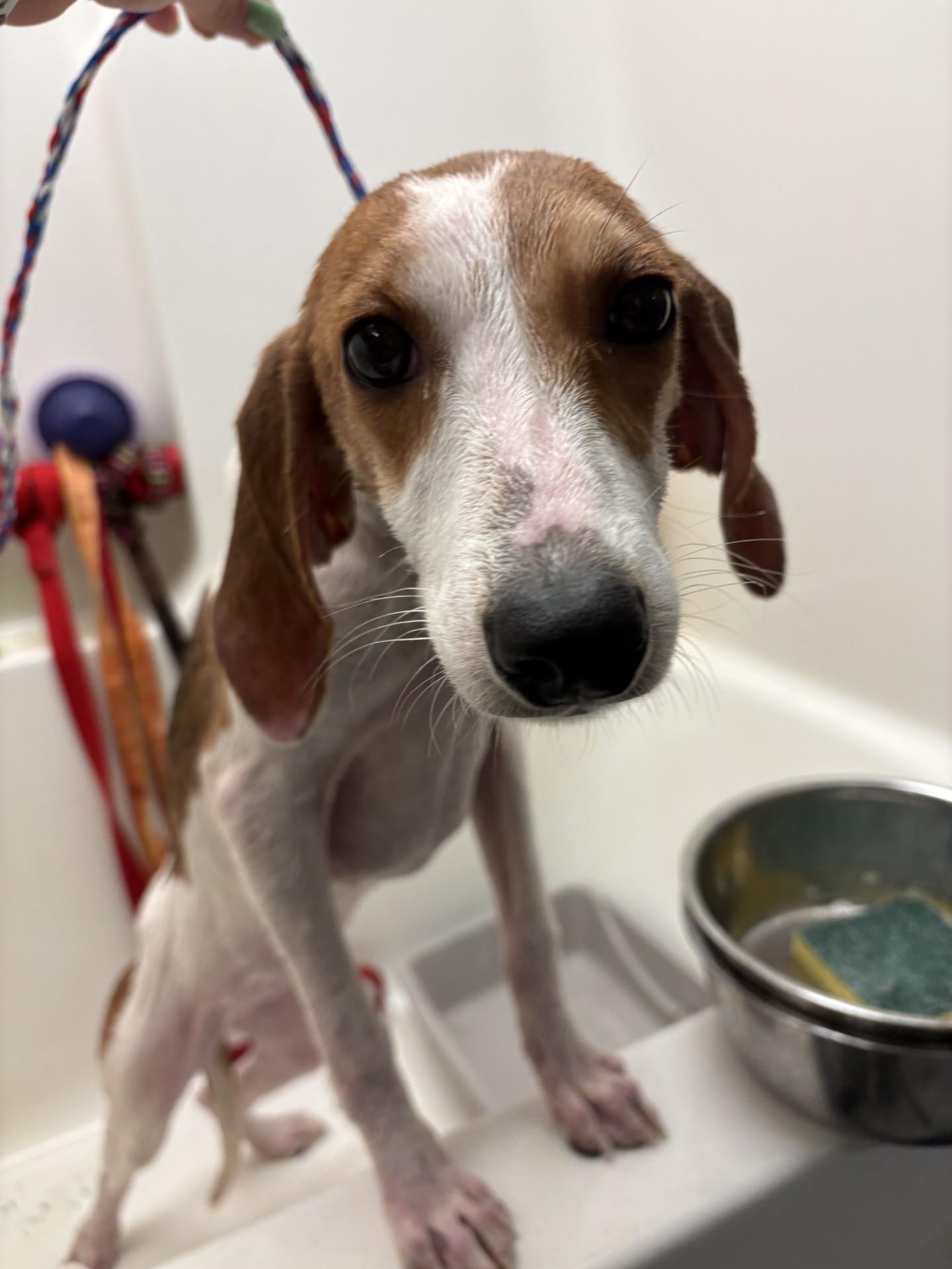 Freya, a ADOPTABLE Hound in Ashland, VA image 2/2