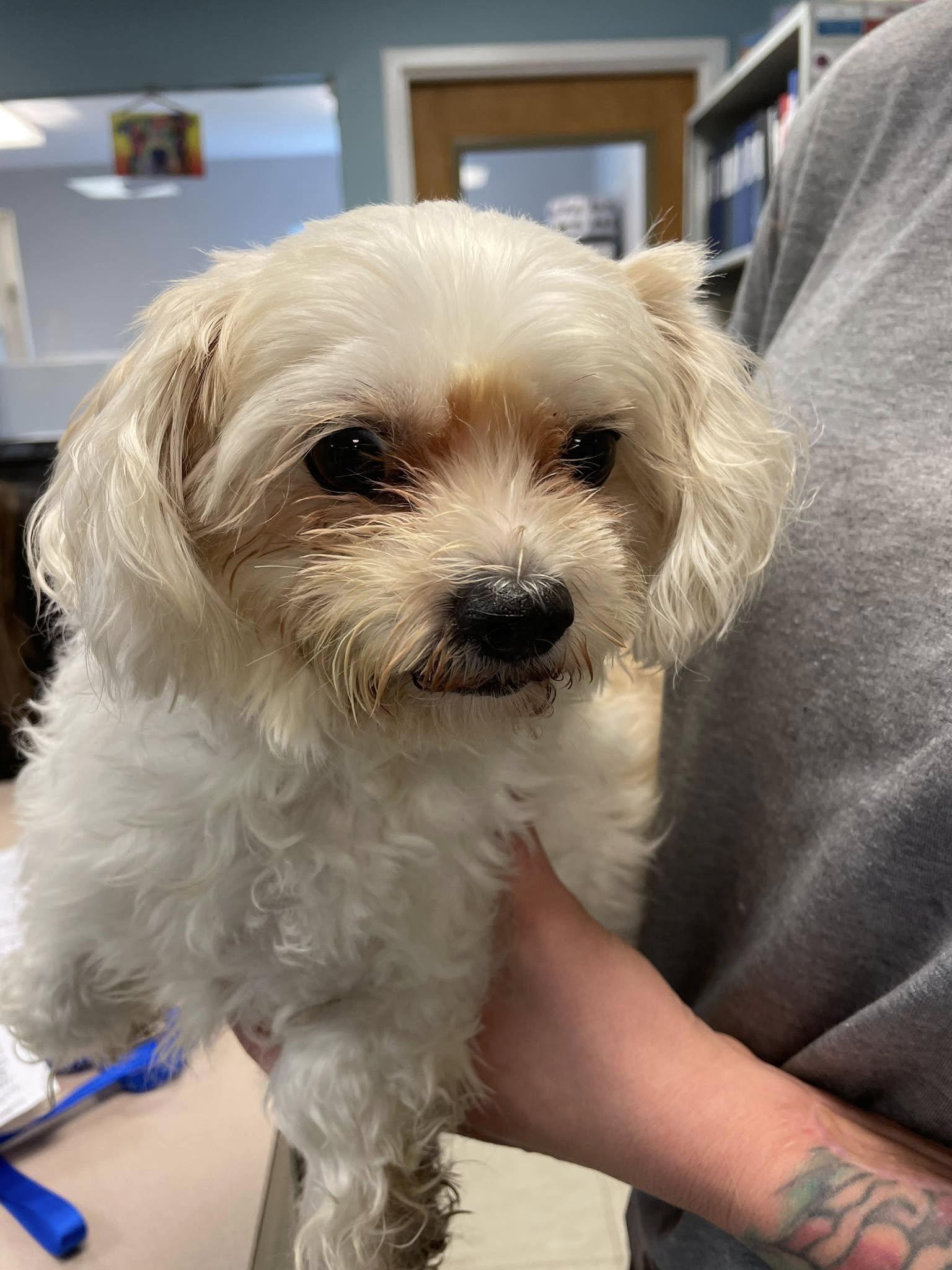 Reina, Adoptable, Adult Female Maltese.