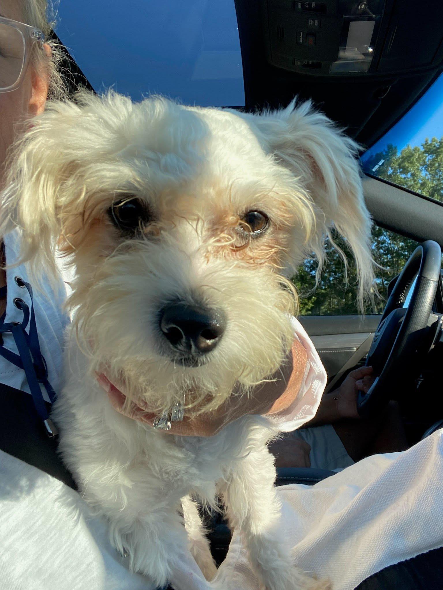 Reina, a Adoptable Maltese in Torrington, CT image 2/6