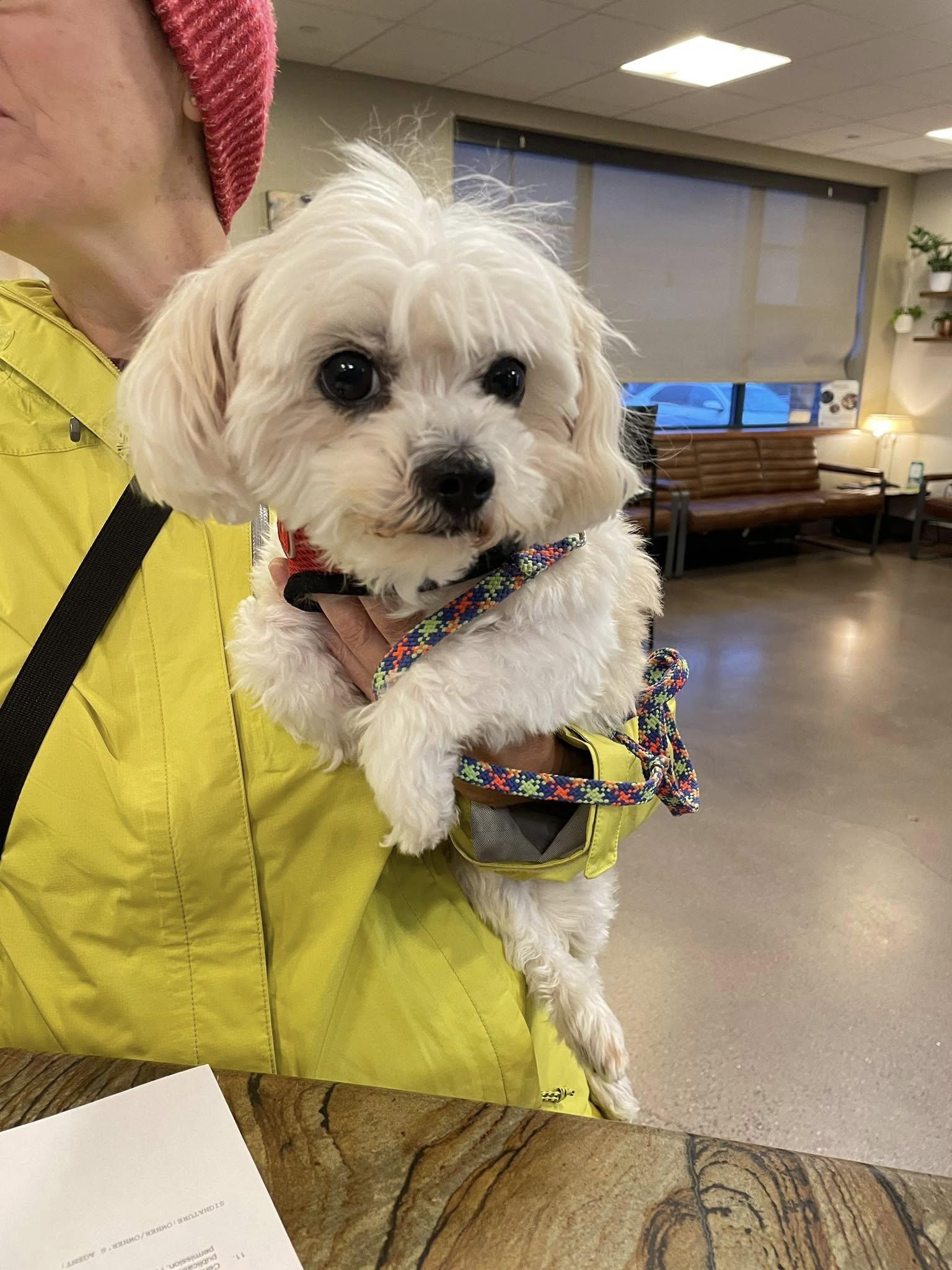 Reina, a Adoptable Maltese in Torrington, CT image 3/6