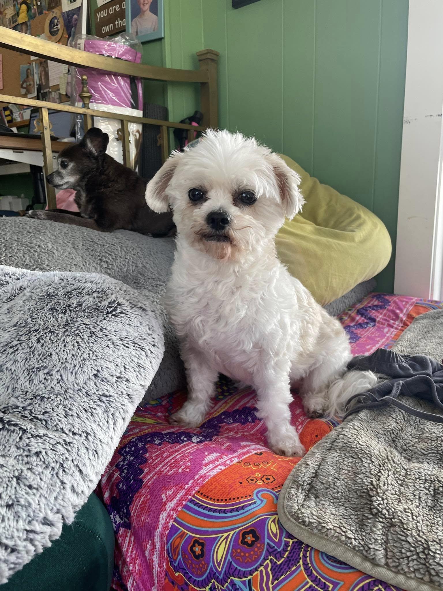 Reina, Adoptable, Adult Female Maltese.
