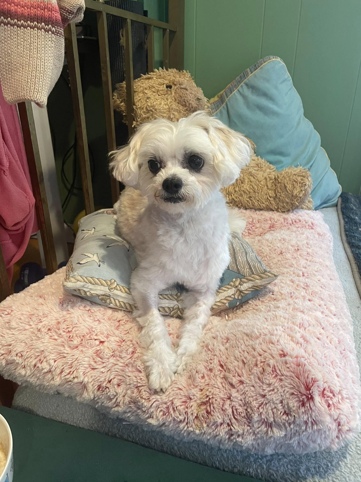 Reina, a Adoptable Maltese in Torrington, CT image 5/6