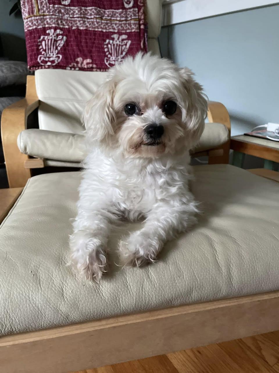 Reina, a Adoptable Maltese in Torrington, CT image 6/6