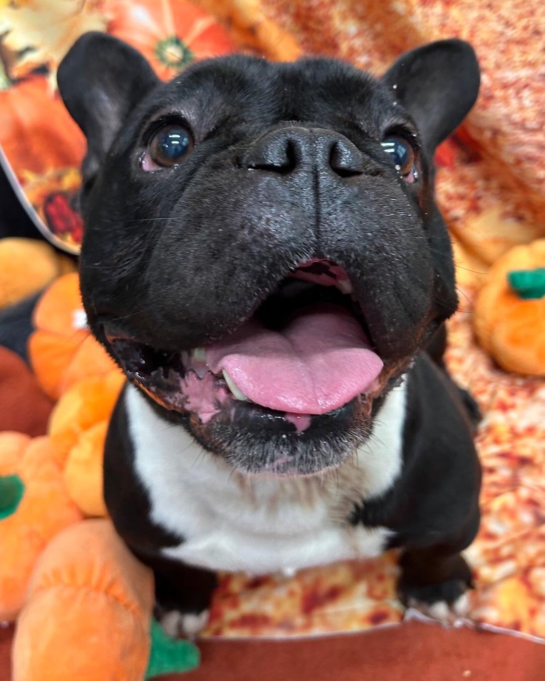 Buzz Tag #1764, Adopted, Young Male French Bulldog.