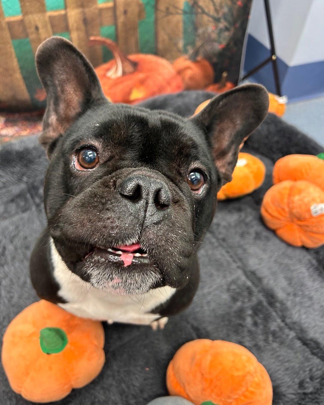 Enlarge Buzz Tag #1764, a Adopted French Bulldog in Central Islip, NY image 2/3